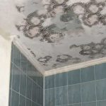 mold